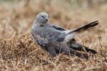 Montagu's Harrier - subad.