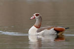 Nilgans