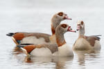 Nilgans