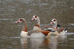 Nilgans