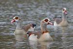 Nilgans