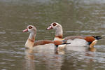 Nilgans