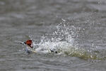 Pochard