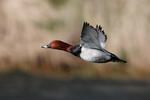 Pochard