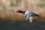 Pochard