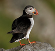 puffin images