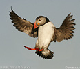 puffin images