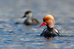 Red-crested Pochard