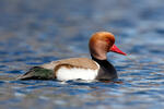 Red-crested Pochard