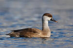 Red-crested Pochard