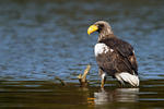 Riesenseeadler