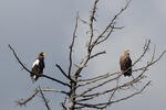 Riesenseeadler