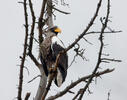 Riesenseeadler