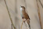 Savi's Warbler