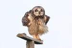 Short-eared Owl