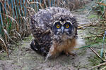 Short-eared Owl