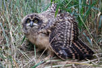 Short-eared Owl