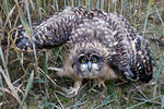 Short-eared Owl