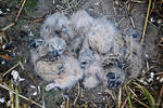 Short-eared Owl