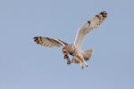 Short-eared Owl