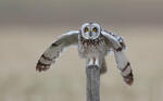 Short-eared Owl