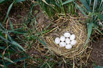 Short-eared Owl