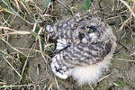 Short-eared Owl