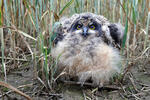 Short-eared Owl