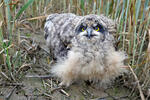 Short-eared Owl