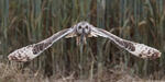 Short-eared Owl