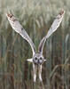 Short-eared Owl