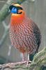 Temmincktragopan