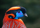 Temmincktragopan