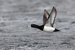 Tufted Duck