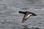 Tufted Duck