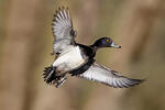 Tufted Duck