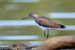 Waldwasserläufer