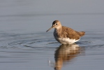 Waldwasserläufer