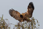 White-tailed Eagle