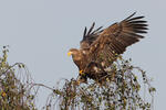 White-tailed Eagle