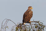 White-tailed Eagle