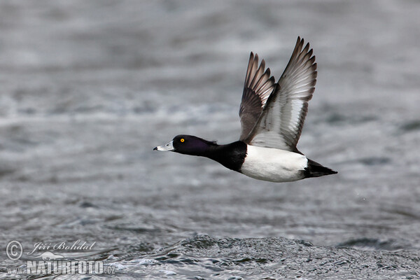 Tufted Duck (Aythya fuligula)