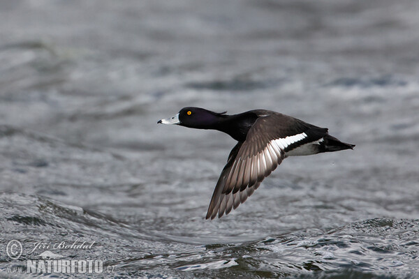 Tufted Duck (Aythya fuligula)