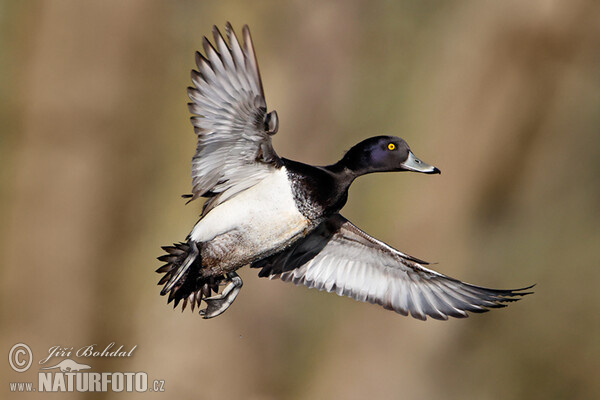 Tufted Duck (Aythya fuligula)