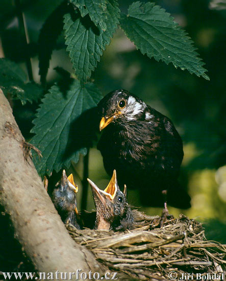 Turdus merula