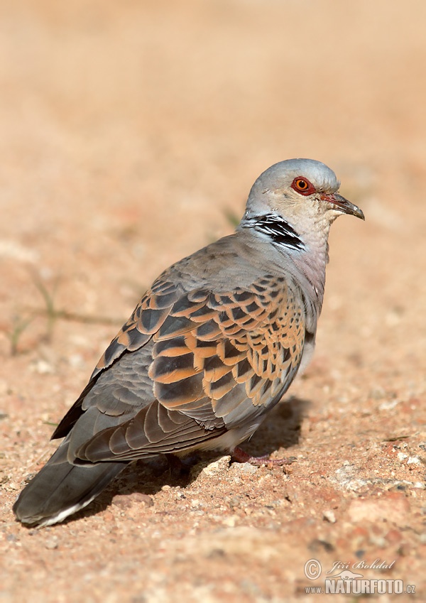 uropese tortelduif