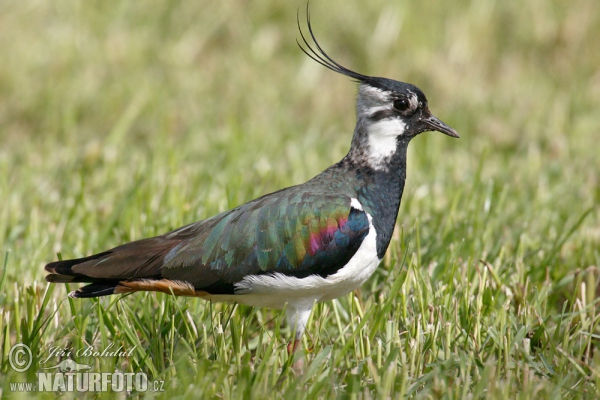 Vanellus vanellus