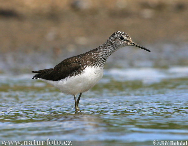 Waldwasserläufer