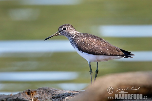 Waldwasserläufer