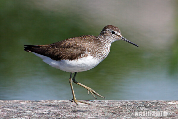 Waldwasserläufer